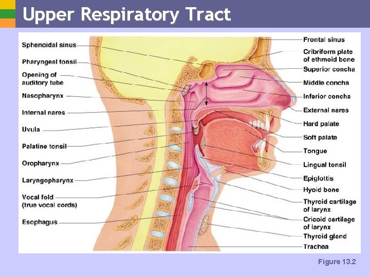 Upper Respiratory Tract Figure 13. 2 