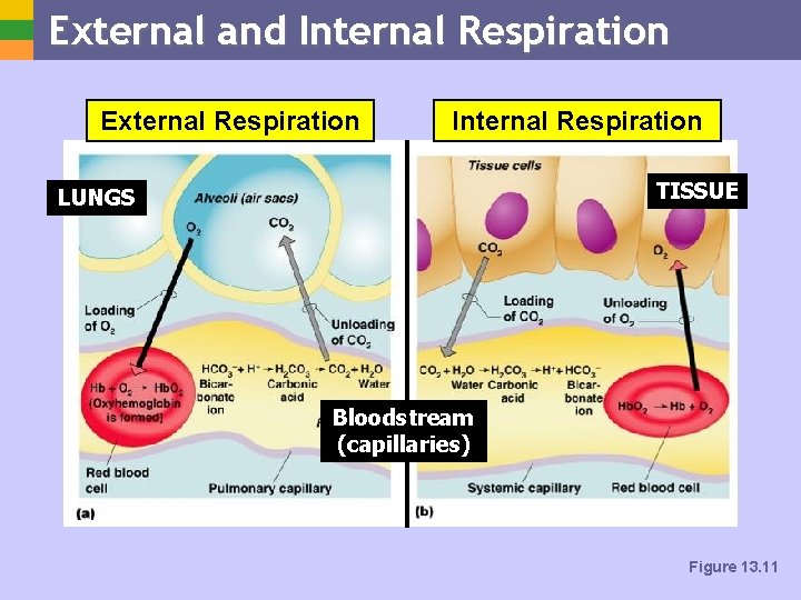 External and Internal Respiration External Respiration Internal Respiration TISSUE LUNGS Bloodstream (capillaries) Figure 13.