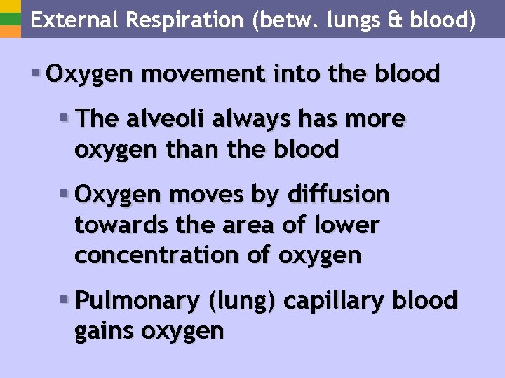 External Respiration (betw. lungs & blood) § Oxygen movement into the blood § The
