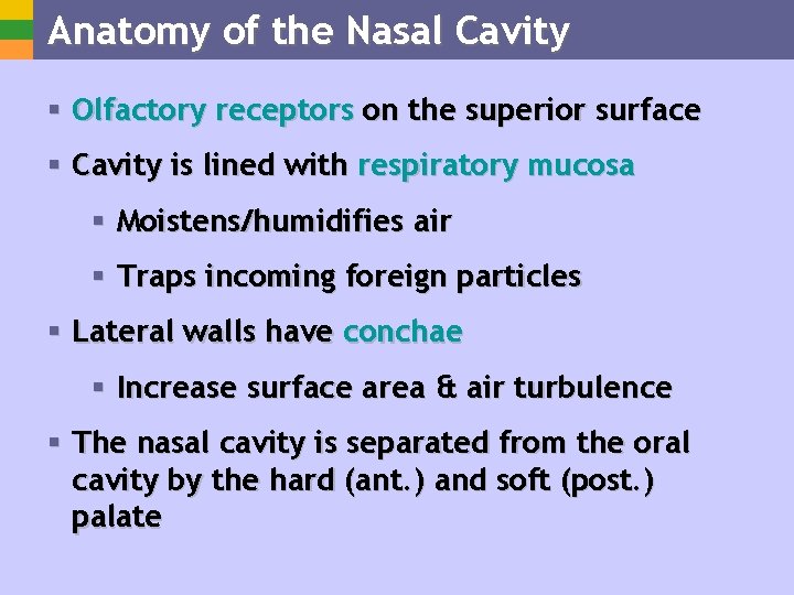 Anatomy of the Nasal Cavity § Olfactory receptors on the superior surface § Cavity