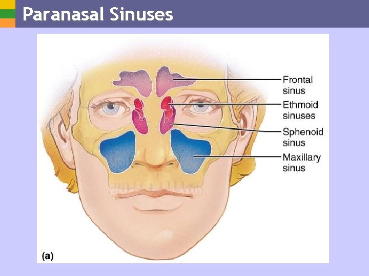 Paranasal Sinuses 