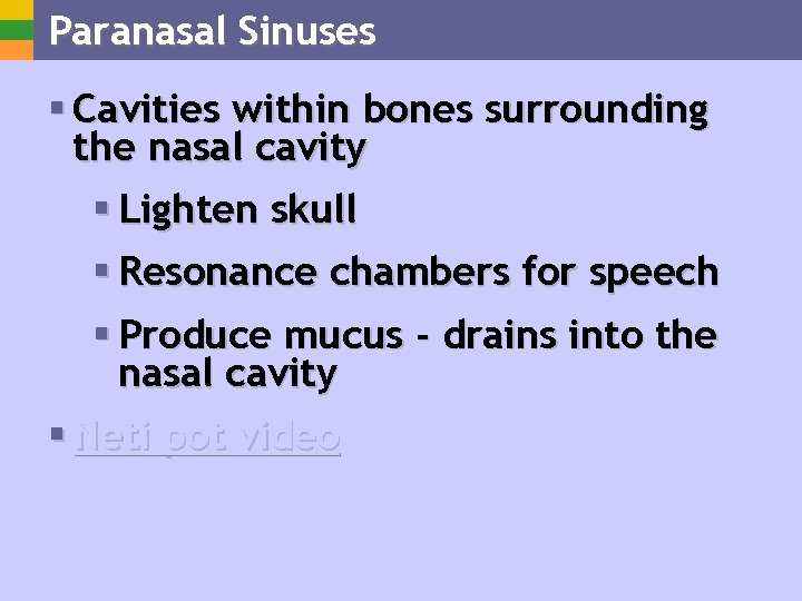 Paranasal Sinuses § Cavities within bones surrounding the nasal cavity § Lighten skull §