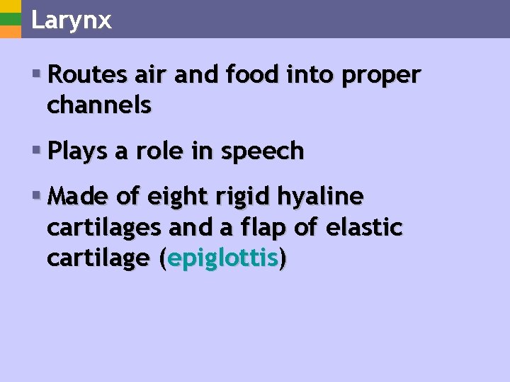 Larynx § Routes air and food into proper channels § Plays a role in