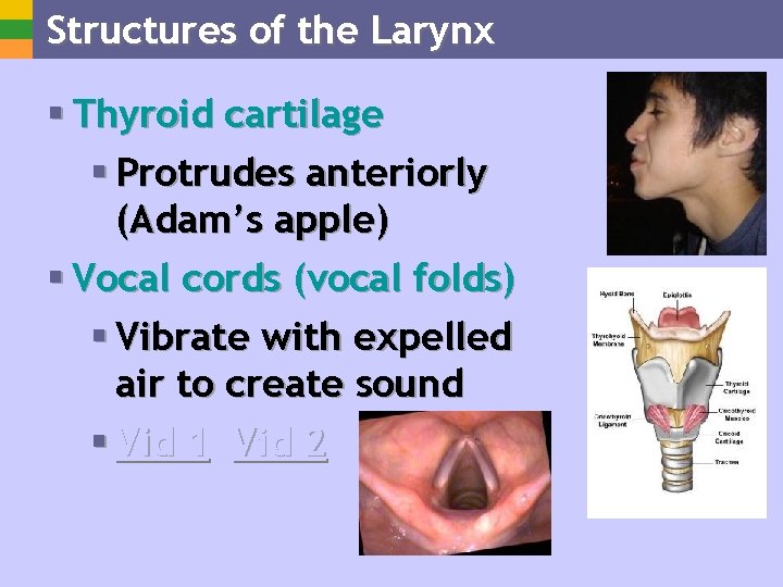 Structures of the Larynx § Thyroid cartilage § Protrudes anteriorly (Adam’s apple) § Vocal