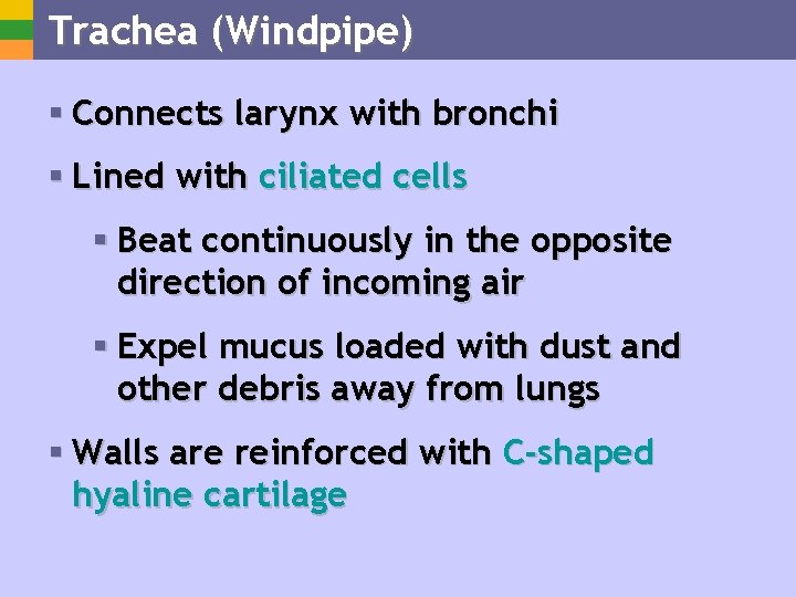 Trachea (Windpipe) § Connects larynx with bronchi § Lined with ciliated cells § Beat