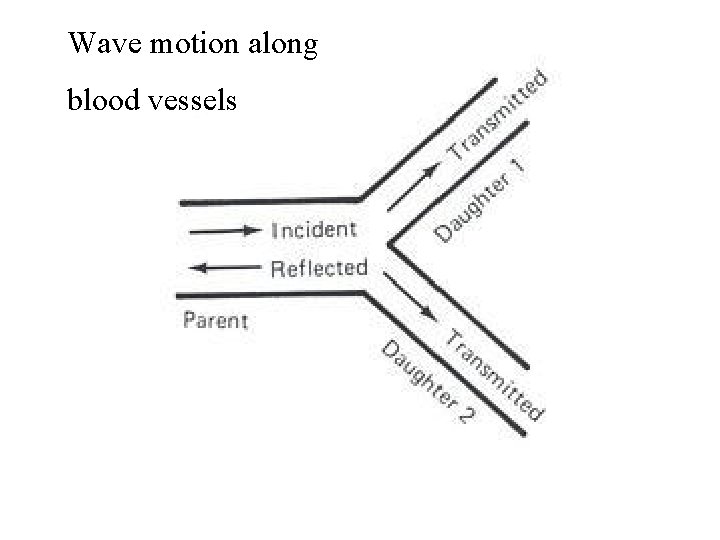 Wave motion along blood vessels 