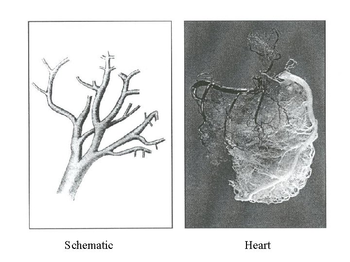 Schematic Heart 