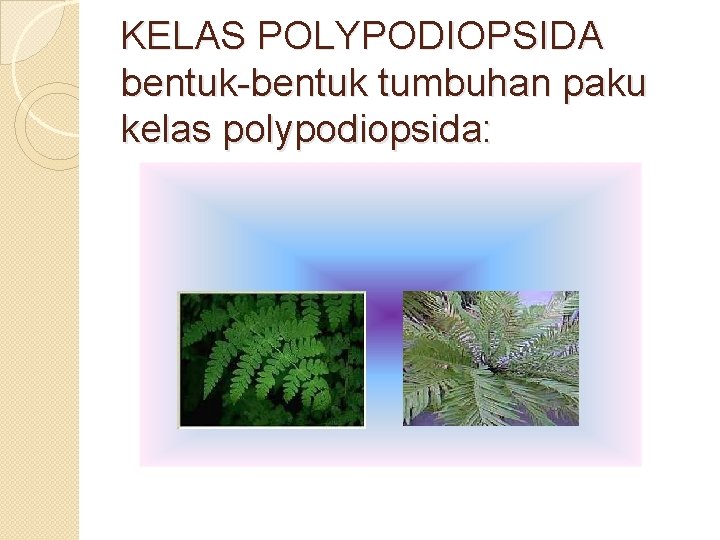 KELAS POLYPODIOPSIDA bentuk-bentuk tumbuhan paku kelas polypodiopsida: 