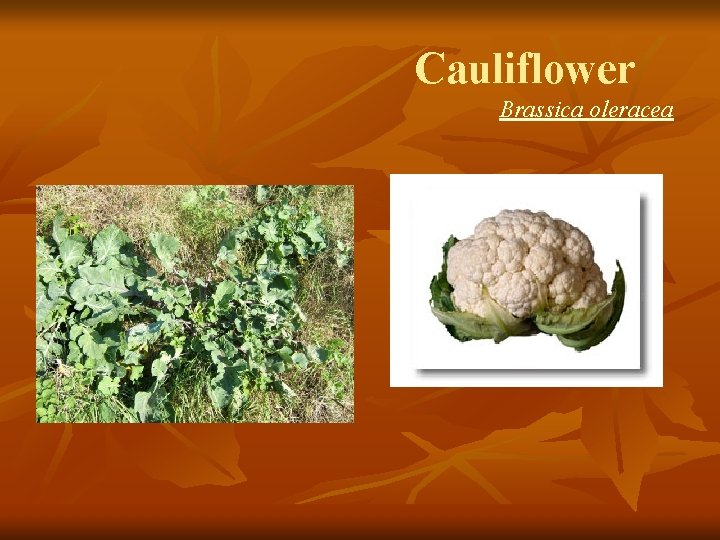 Cauliflower Brassica oleracea 