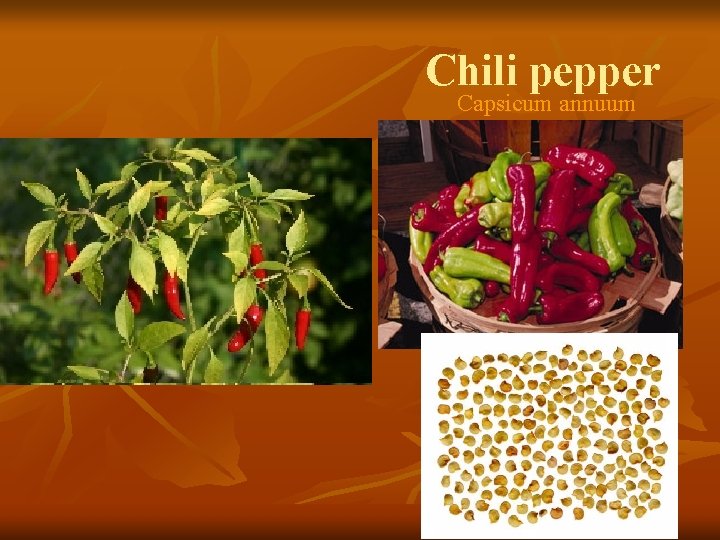 Chili pepper Capsicum annuum 