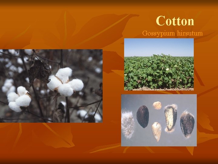 Cotton Gossypium hirsutum 