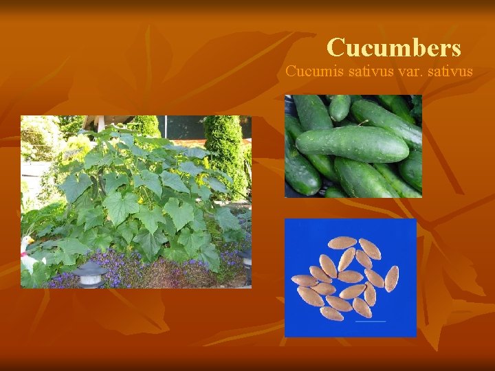 Cucumbers Cucumis sativus var. sativus 