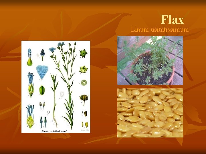 Flax Linum usitatissimum 