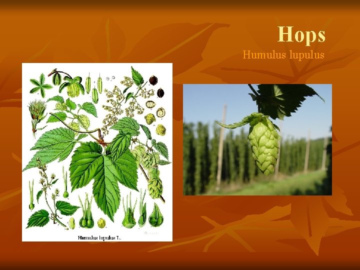 Hops Humulus lupulus 