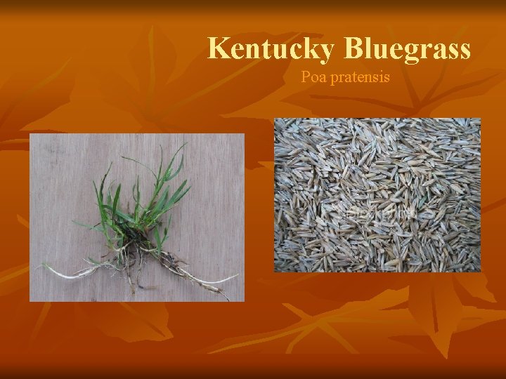 Kentucky Bluegrass Poa pratensis 