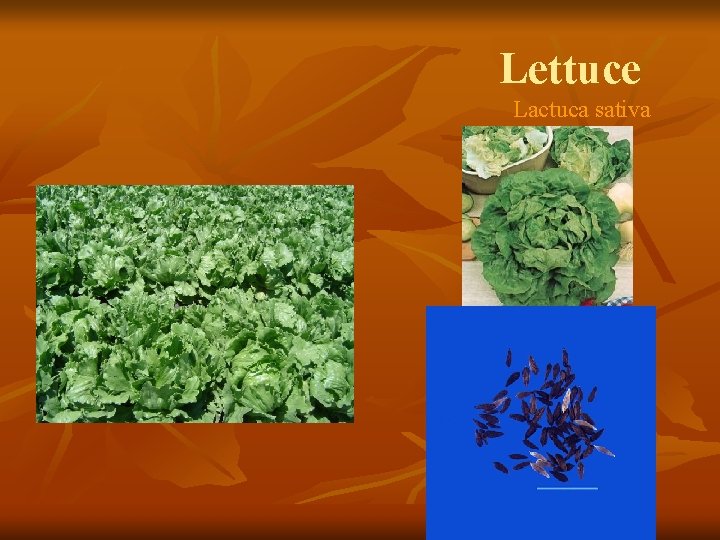 Lettuce Lactuca sativa 