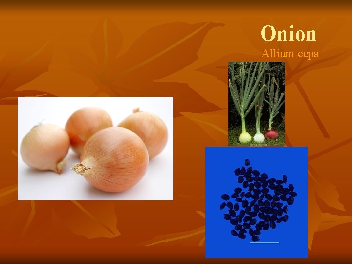 Onion Allium cepa 