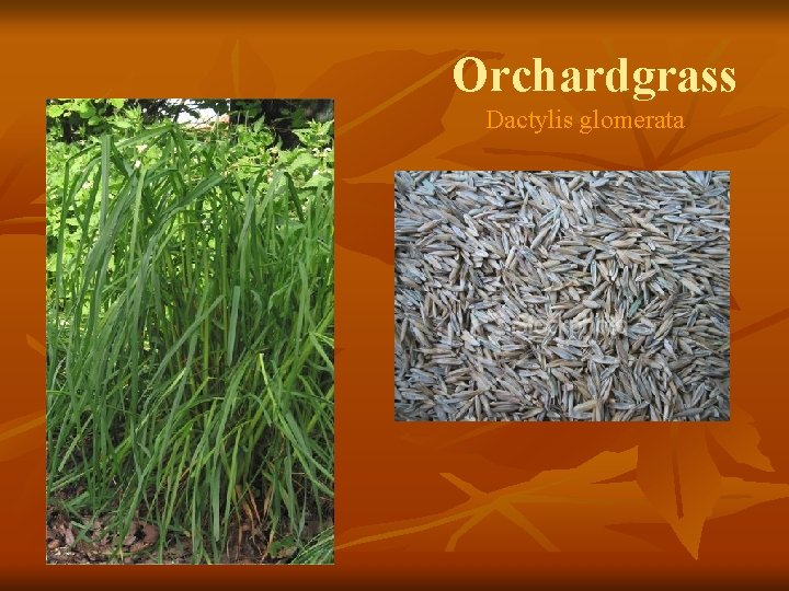 Orchardgrass Dactylis glomerata 