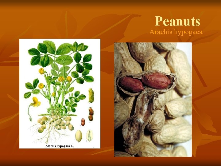 Peanuts Arachis hypogaea 