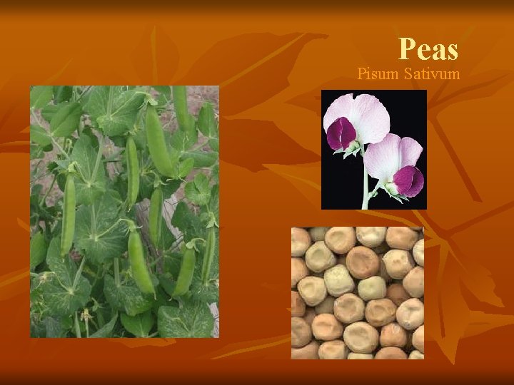 Peas Pisum Sativum 