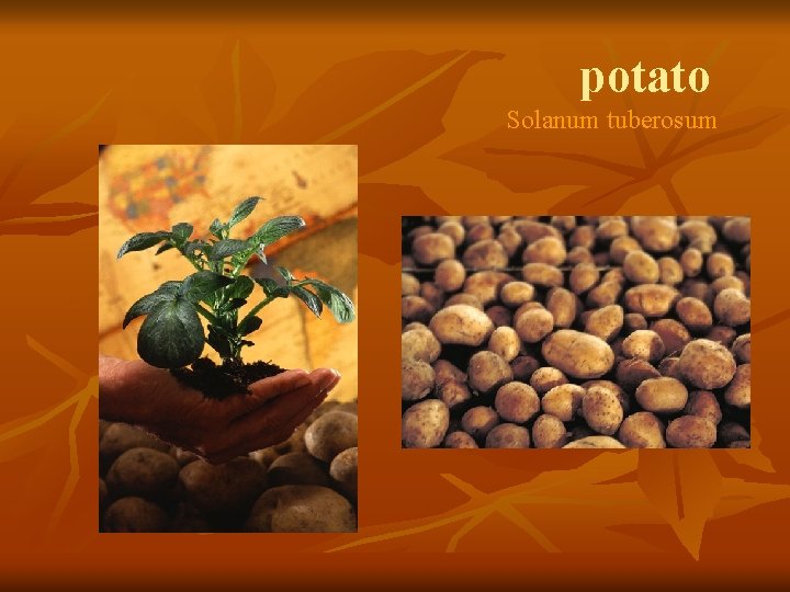 potato Solanum tuberosum 