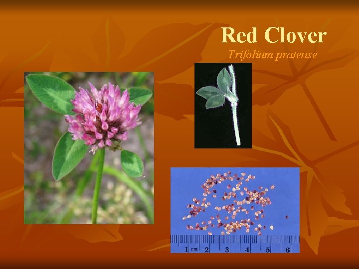 Red Clover Trifolium pratense 