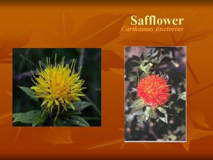 Safflower Carthamus tinctorius 