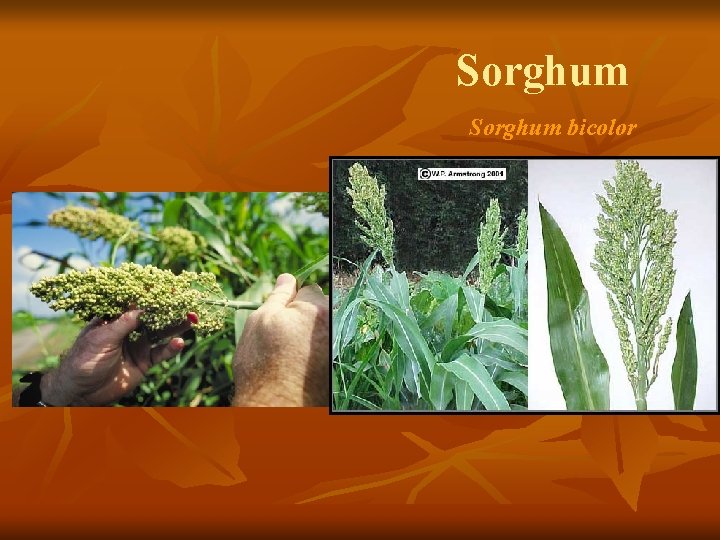 Sorghum bicolor 