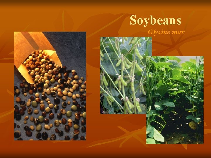 Soybeans Glycine max 