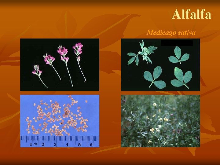 Alfalfa Medicago sativa 