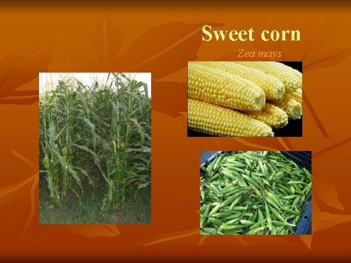 Sweet corn Zea mays 