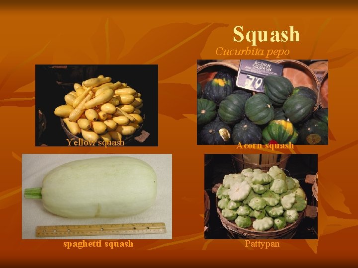 Squash Cucurbita pepo Yellow squash Acorn squash spaghetti squash Pattypan 