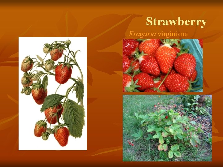 Strawberry Fragaria virginiana 