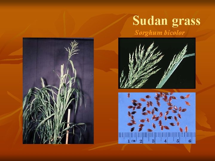Sudan grass Sorghum bicolor 