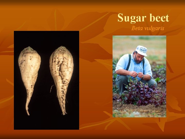 Sugar beet Beta vulgaris 