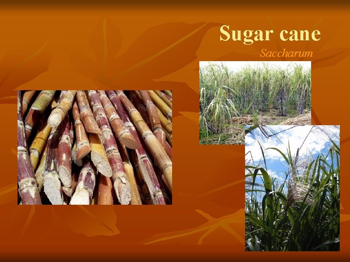 Sugar cane Saccharum 