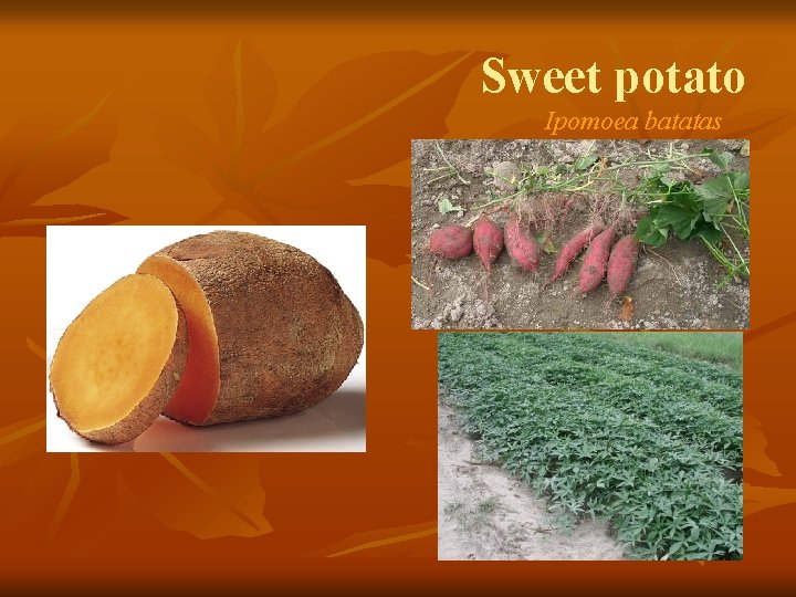 Sweet potato Ipomoea batatas 