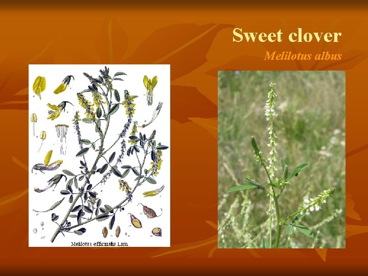 Sweet clover Melilotus albus 