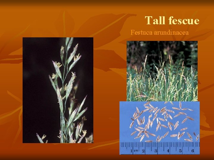 Tall fescue Festuca arundinacea 