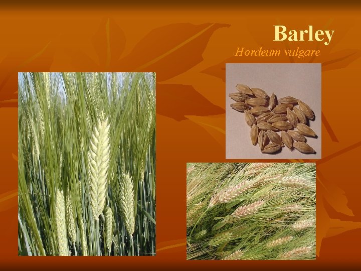 Barley Hordeum vulgare 