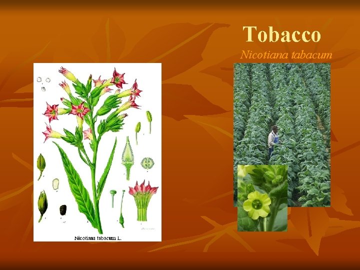 Tobacco Nicotiana tabacum 