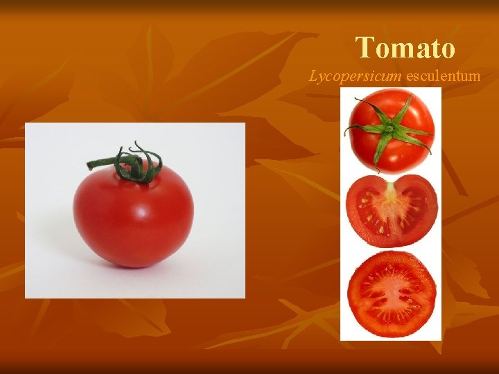 Tomato Lycopersicum esculentum 