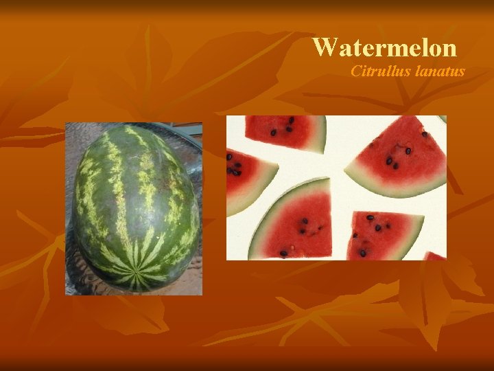 Watermelon Citrullus lanatus 