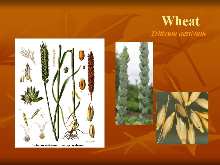Wheat Triticum aestivum 