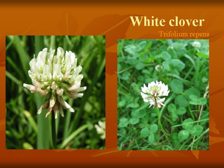 White clover Trifolium repens 