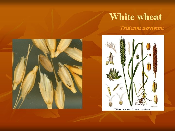 White wheat Triticum aestivum 