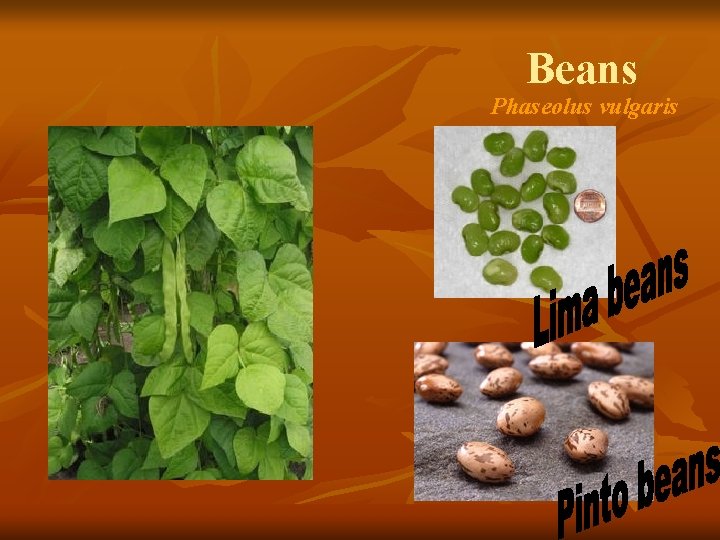 Beans Phaseolus vulgaris 
