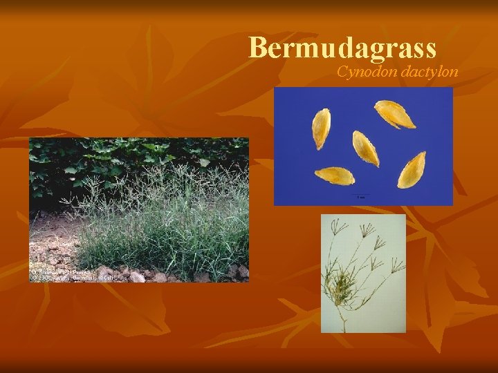 Bermudagrass Cynodon dactylon 
