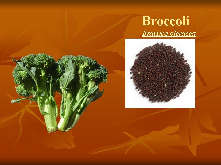 Broccoli Brassica oleracea 