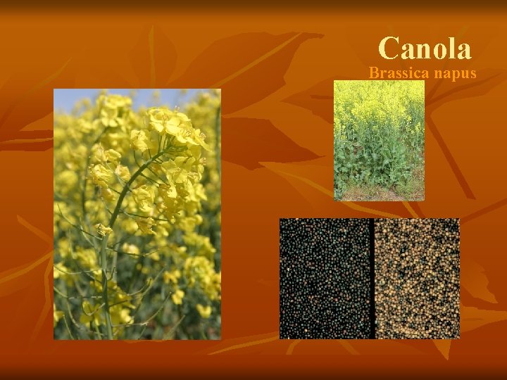 Canola Brassica napus 